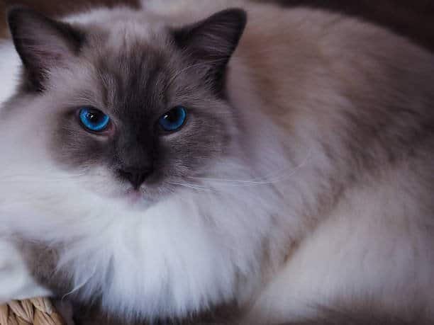 blue siamese ragdoll cat 