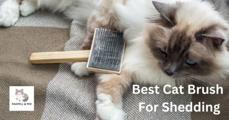 15 Best Cat Brush For Shedding (Manually Tested & Reviewed)