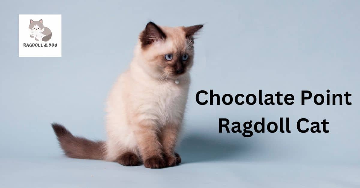 Chocolate Point Ragdoll Cat