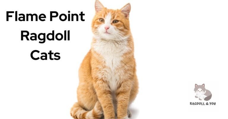 Flame Point Ragdoll: The Best Guide On This Fascinating Feline (NEW)