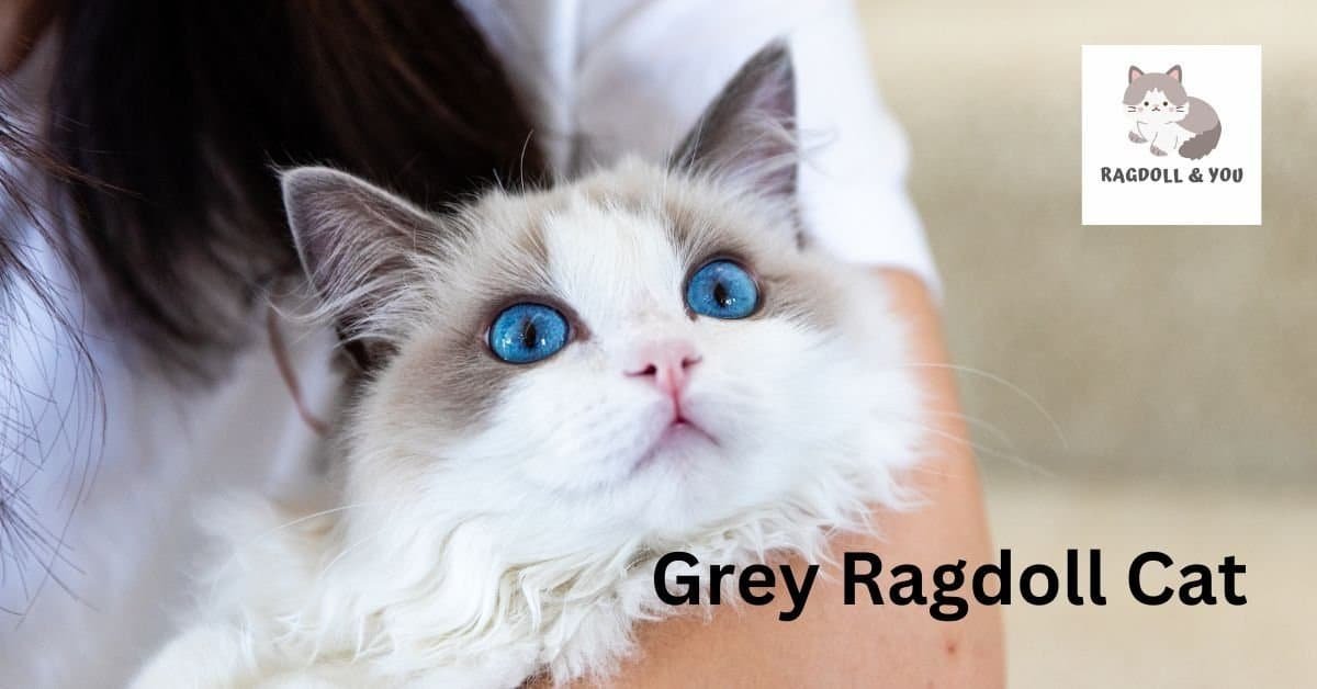 Grey Ragdoll Cat