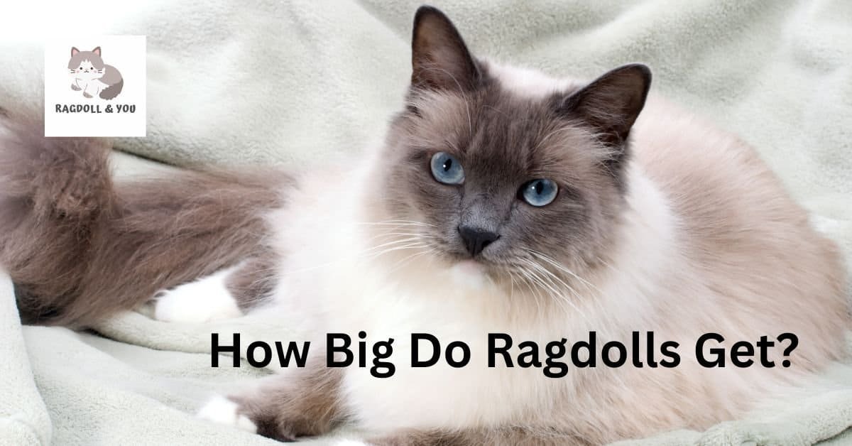 How Big Do Ragdolls Get
