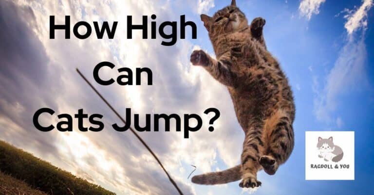 How High Can Cats Jump? Mechanism, Stats & Facts
