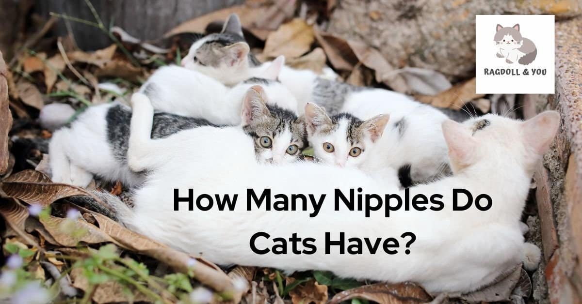 How Many Nipples Do Cats Have
