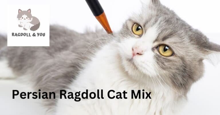 Persian Ragdoll Cat: A Complete Guide Of This Beautiful Feline