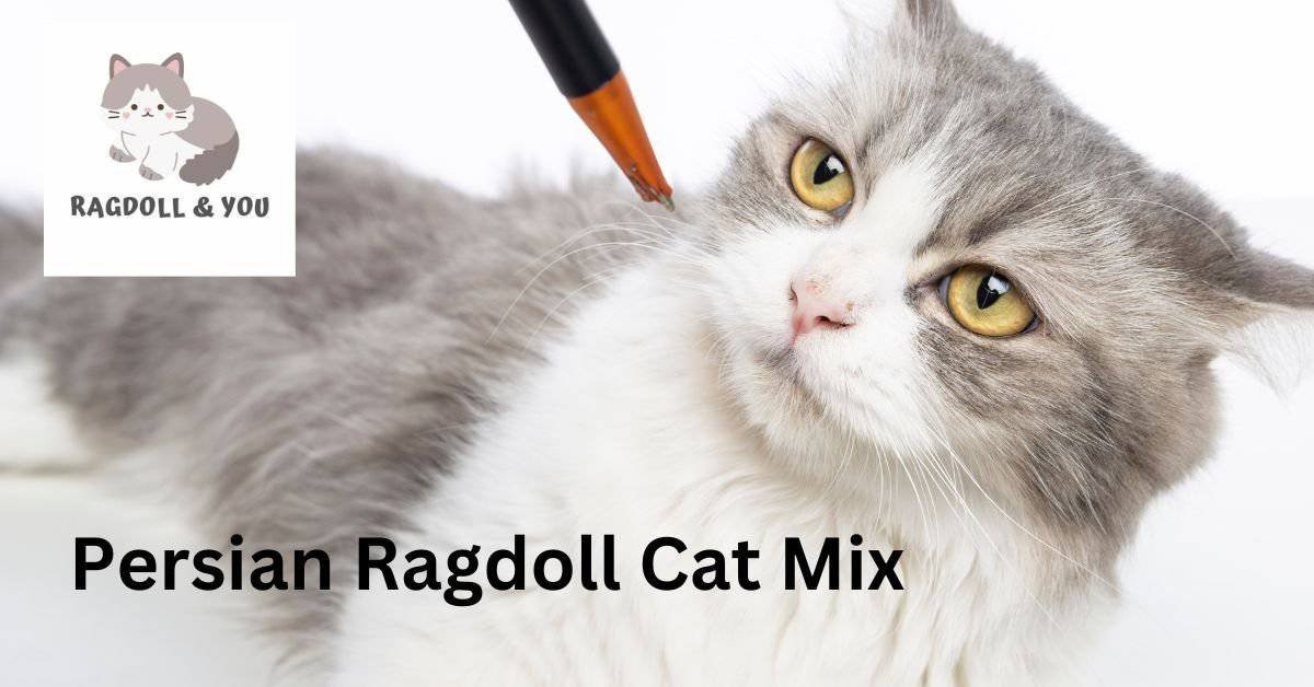 Persian Ragdoll Cat Mix