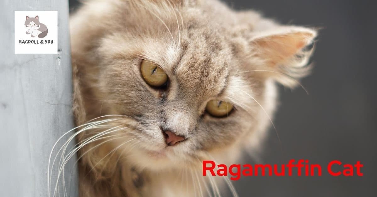 Ragamuffin Cat