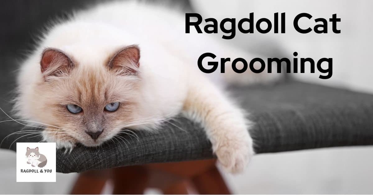 Ragdoll Cat Grooming