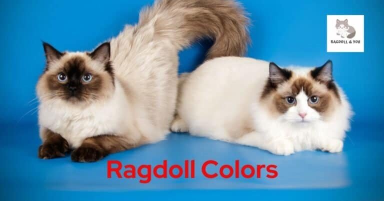 Ragdoll Cat Color And Pattern Guide [ 2024 Updated ]