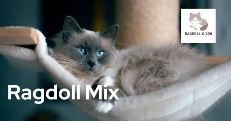 What Is A Ragdoll Mix? Total Coverage Of All Types