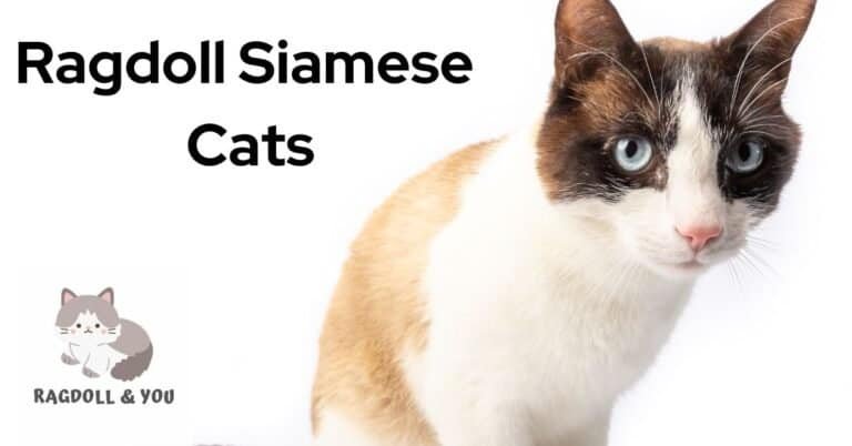 Ragdoll Siamese Cats: A Complete Guide Of This Fascinating Feline