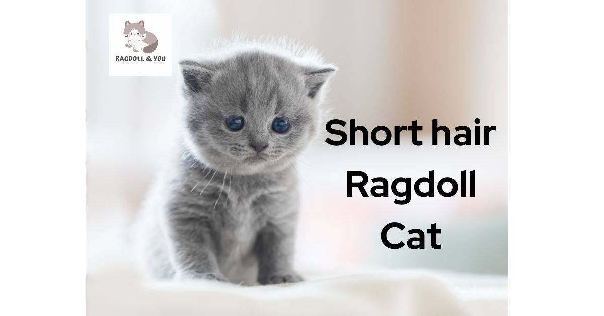 Shorthair Ragdoll Cat