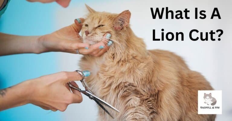 Is A Lion Cut OKAY For Cats? Facts & Grooming Guide