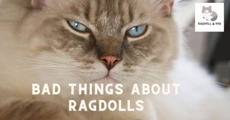 23 Bad Things About Ragdolls That You Should Know