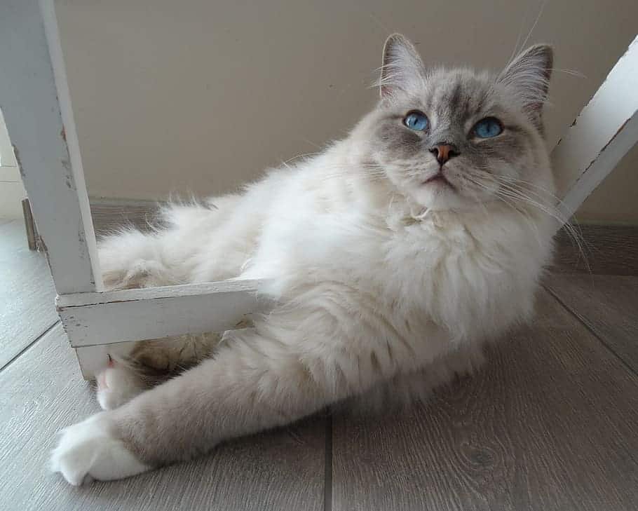 ragdoll price; how much do ragdoll cats cost.