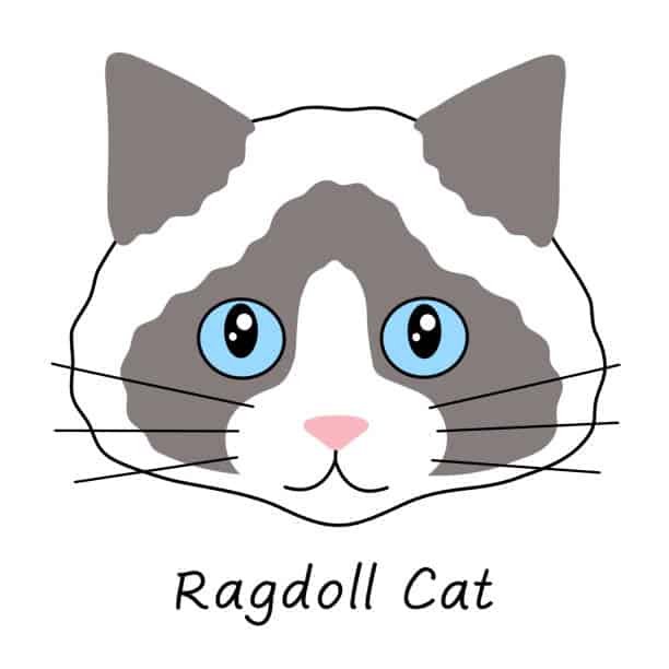 tuxedo ragdoll cat, d1 breeder