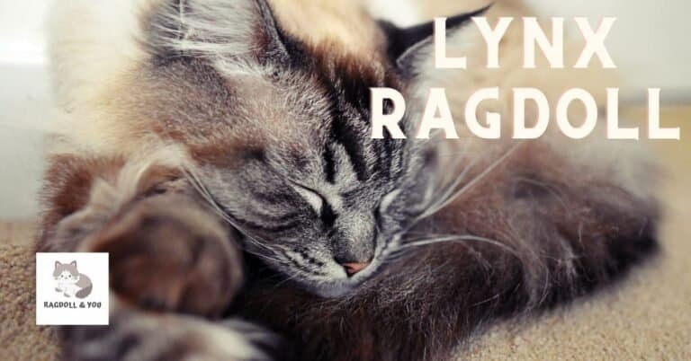 Lynx Ragdoll Cats Guide: Colors And Patterns