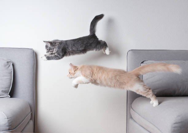 how far can a cat jump