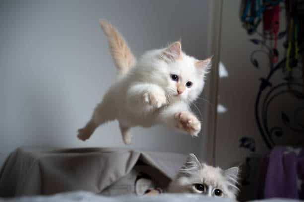 how high can house cats jump