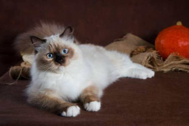 chocolate mitted ragdoll