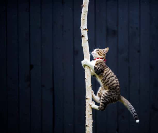 cats jumping high