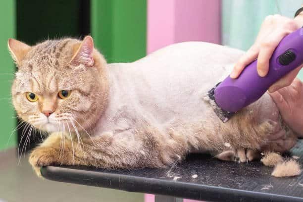 cat shaved like lion