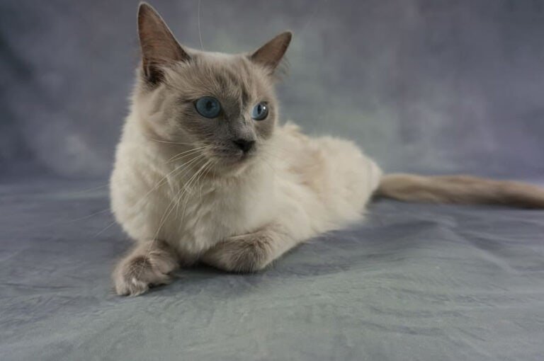 Why Getting The Ragdoll Munchkin Cat Can Change Your Life?