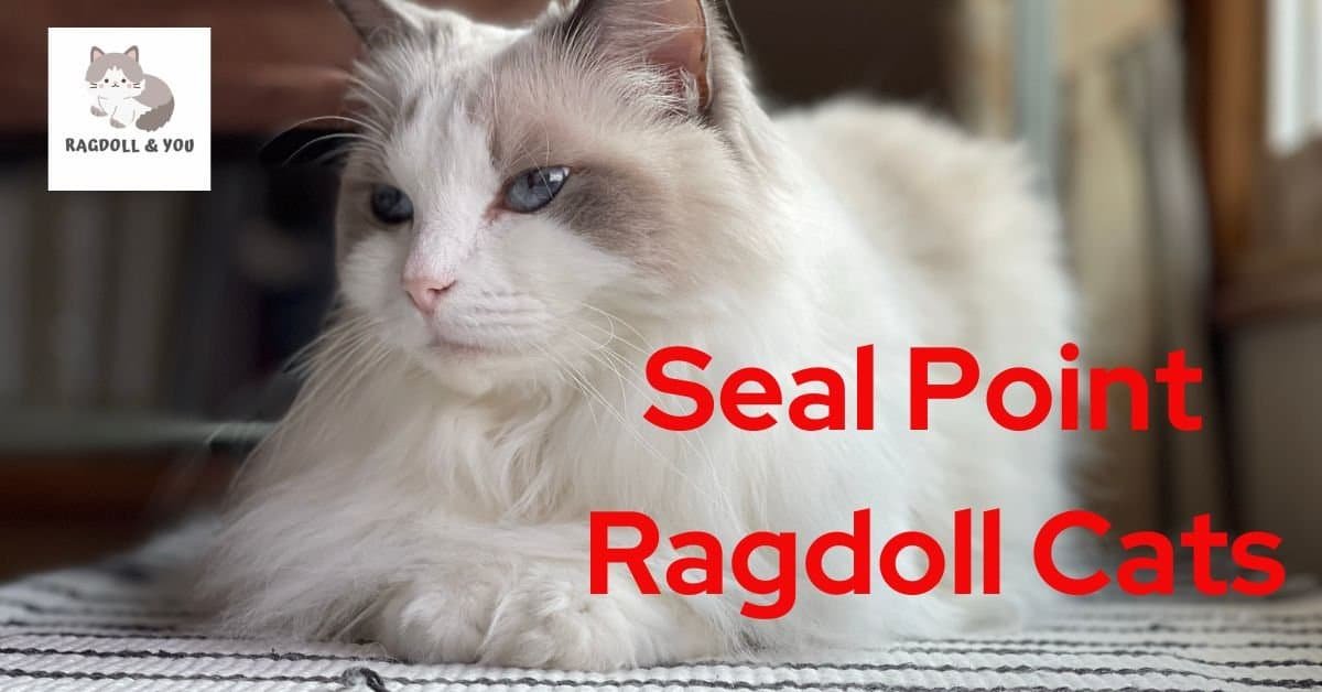 seal point ragdoll cats