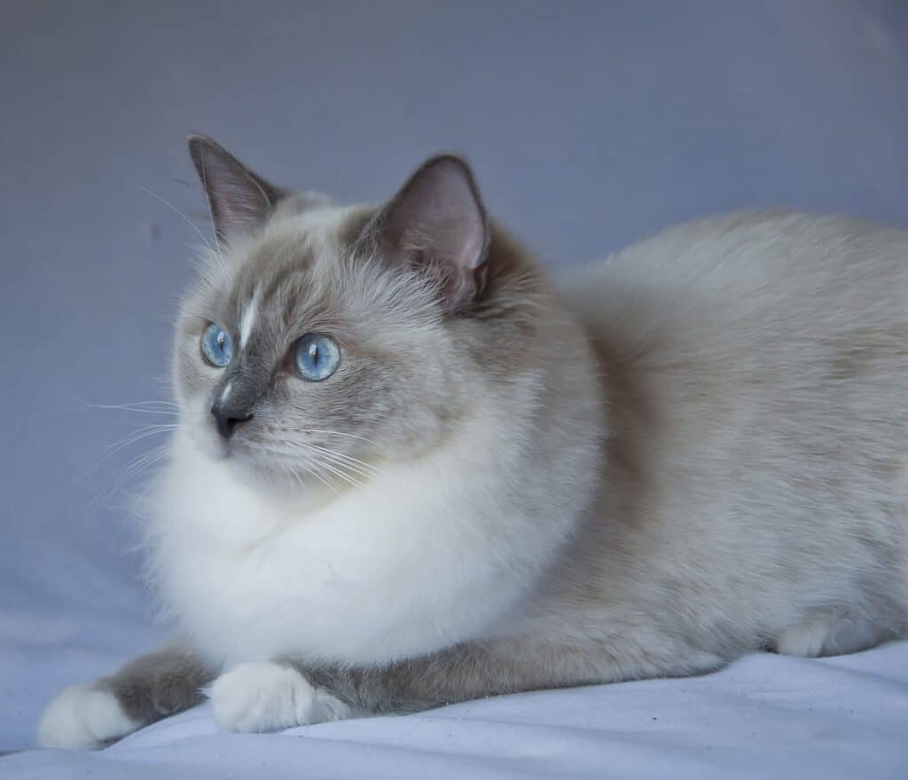 blue point mitted ragdoll