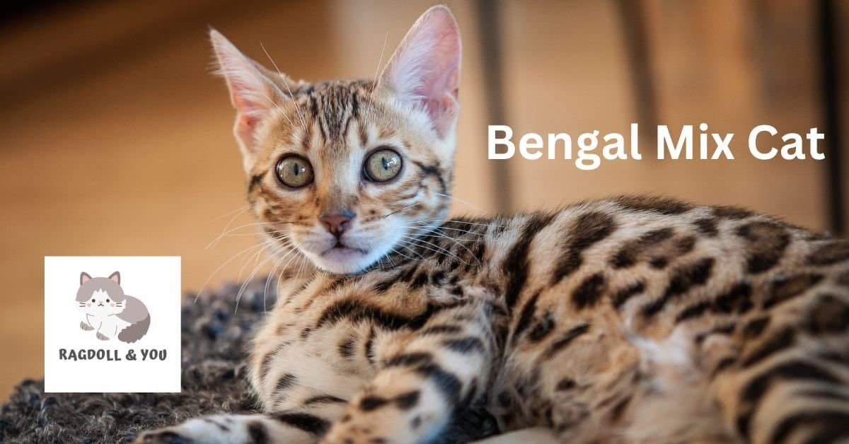 Bengal Mix Cat