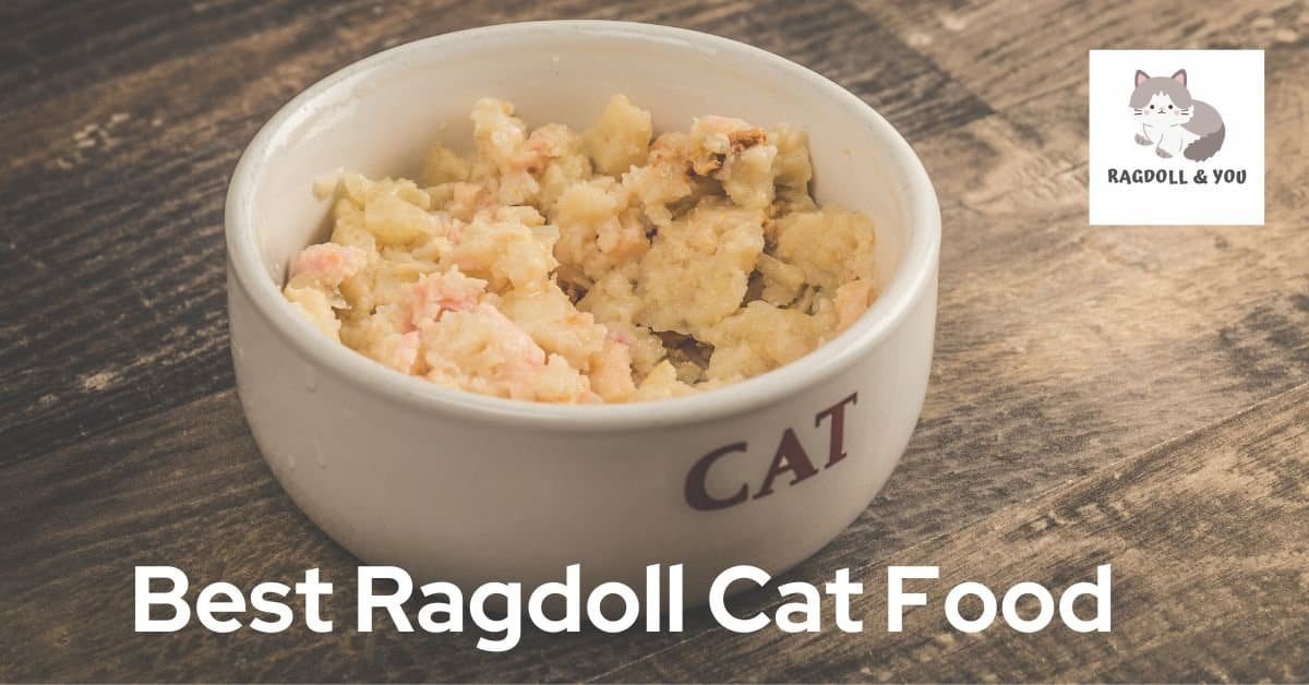Best Ragdoll Cat Food