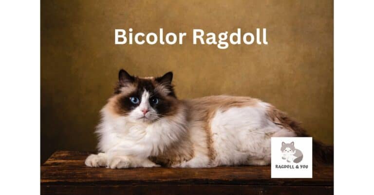Bicolor Ragdoll: Everything You Need To Know