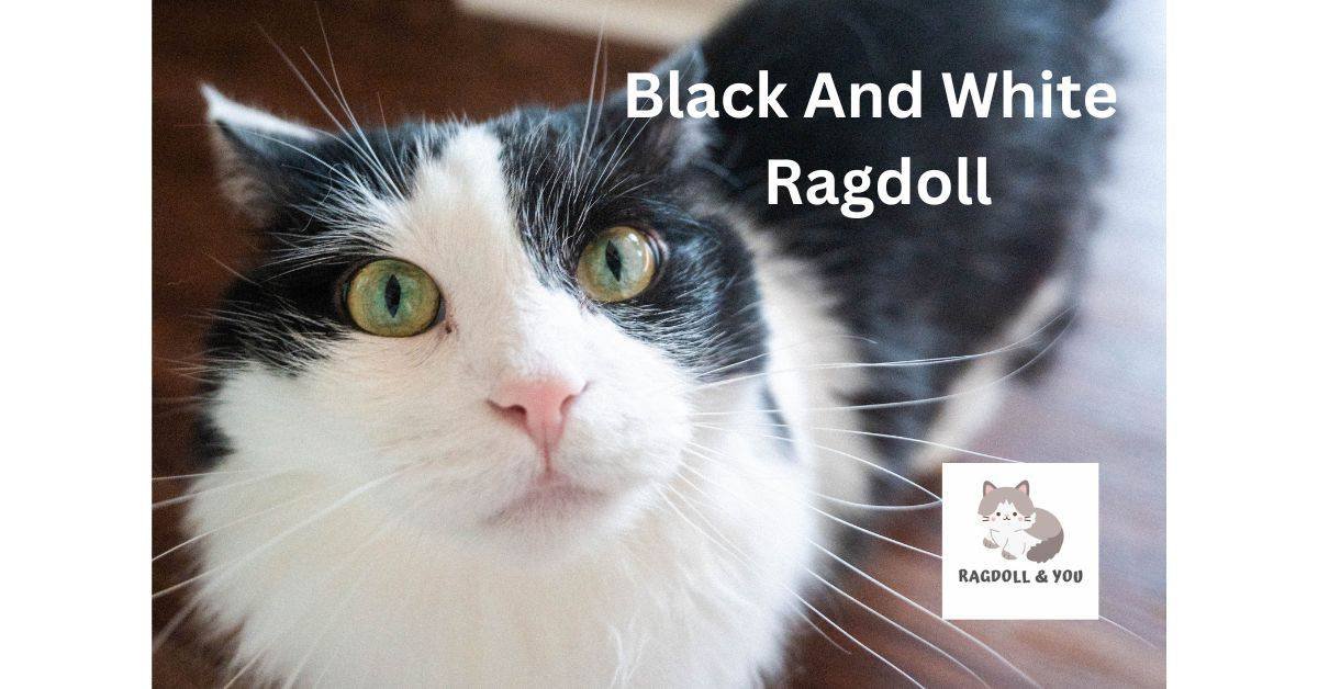 Black And White Ragdoll