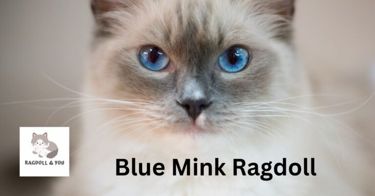 Blue Mink Ragdoll: Understand This Feline Better Today