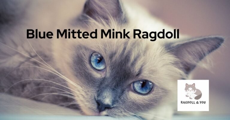 Blue Mitted Mink Ragdoll: Complete Guide With Breed Profile
