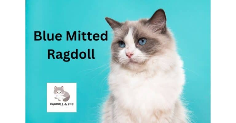 Perfect Guide Of The Blue Mitted Ragdoll: A Masterclass