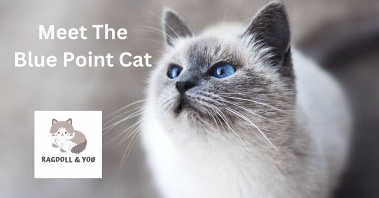 All About the Blue Point Cat: Characteristics, Care, and More