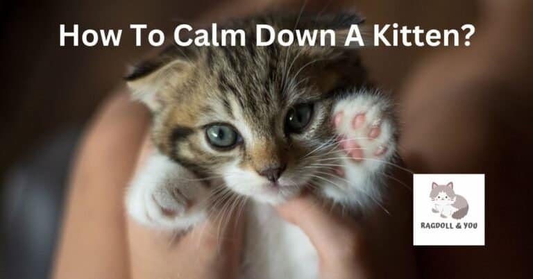 Ultimate Guide On How To Calm A Kitten Down