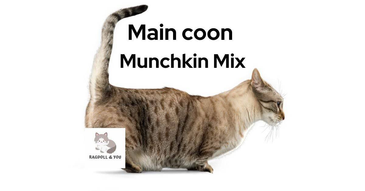 Main coon Munchkin Mix