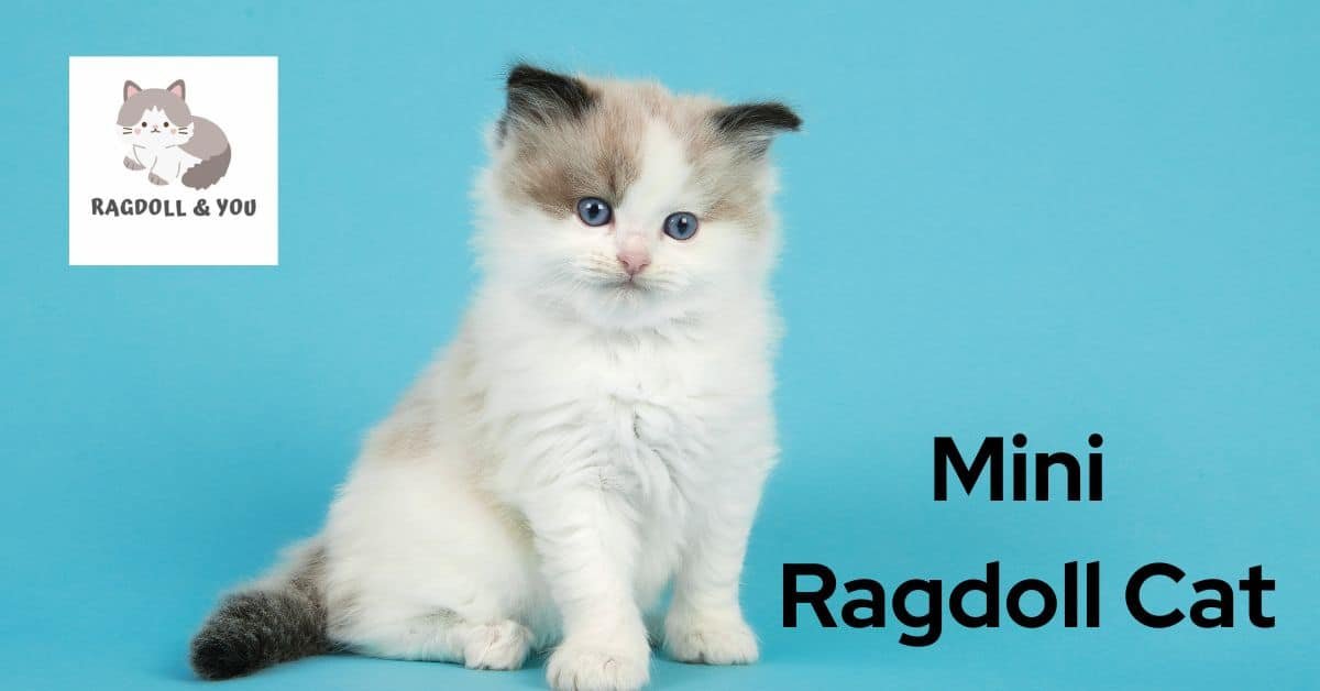 Mini Ragdoll Cat