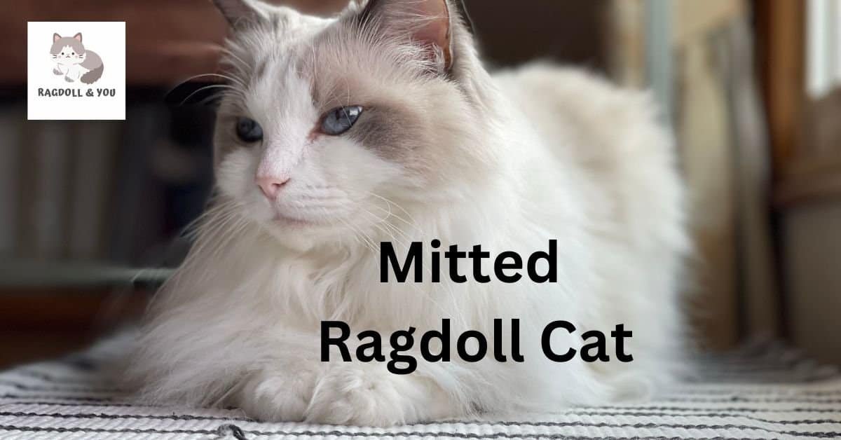 Mitted Ragdoll Cat