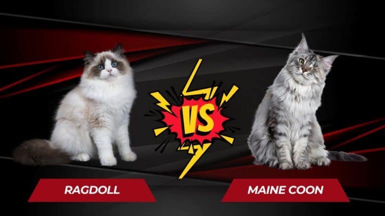 Find Out Who Wins The Epic Battle: Ragdoll vs Maine Coon!
