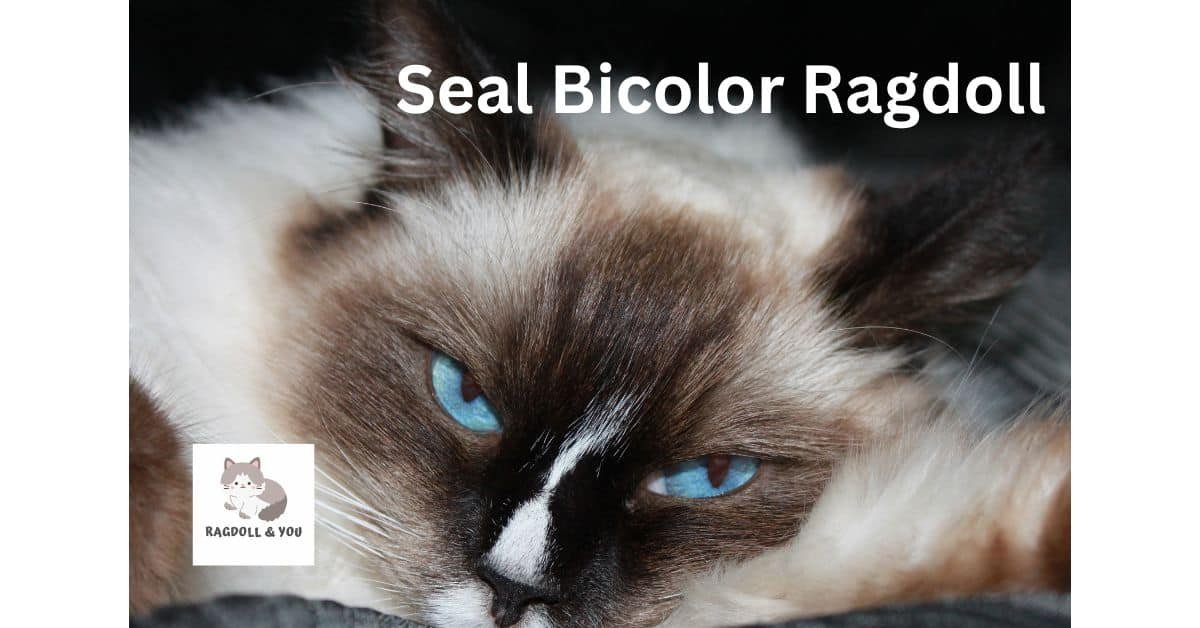 Seal Bicolor Ragdoll