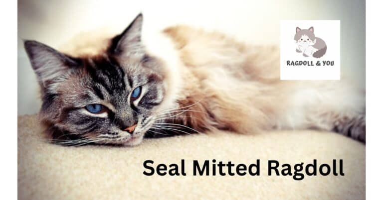 A Masterclass On The Seal Mitted Ragdoll (Complete Guide)