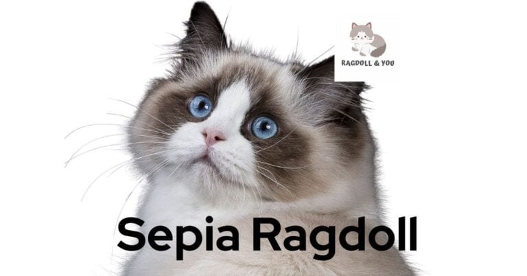 Sepia Ragdoll: Everything You Need To Know