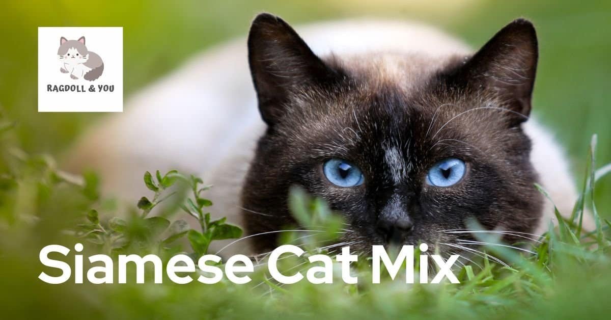 Siamese Cat Mix