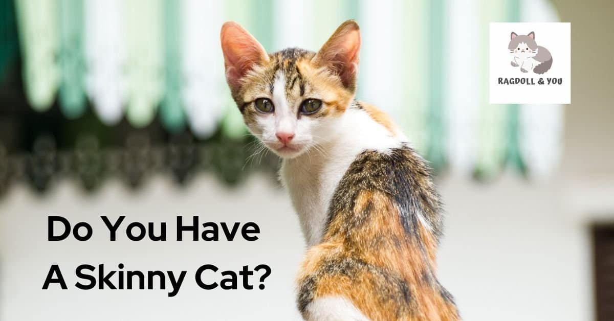 Do You Have A Skinny Cat?