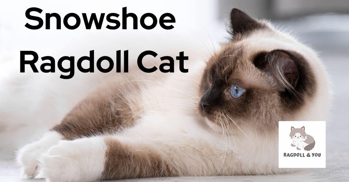 Snowshoe Ragdoll Cat