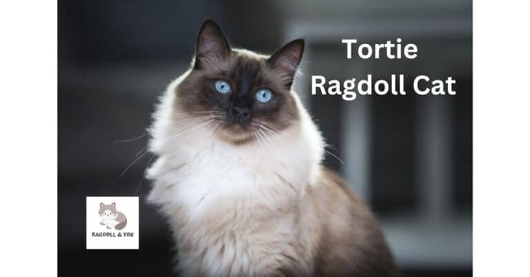 Tortie Ragdoll: Ultimate Guide Of The Tortoise Shell Ragdoll