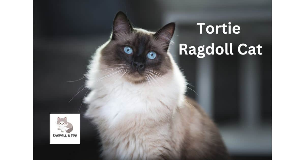 Tortie Ragdoll Cat